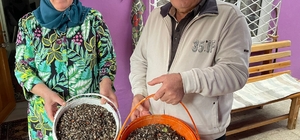 Fındık üreticisi, evini saran kahverengi kokarca böceğinden ilaçlı mücadeleyle kurtuldu