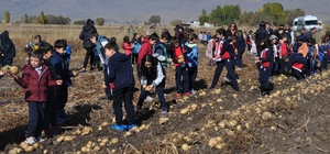 Pasinler Ovası'ndaki tarlada öğrencilere patates hasadı dersi