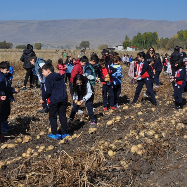 Pasinler Ovası'ndaki tarlada öğrencilere patates hasadı dersi