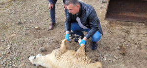Bayburt'ta sürüye saldıran kurtlar 50 koyunu öldürdü