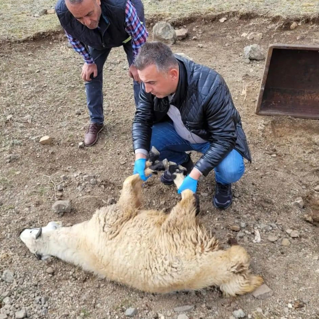 Bayburt'ta sürüye saldıran kurtlar 50 koyunu öldürdü