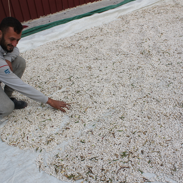 Balıkesir'in coğrafi işaretli "Manyas Kazak Fasulyesi"nde hasat başladı