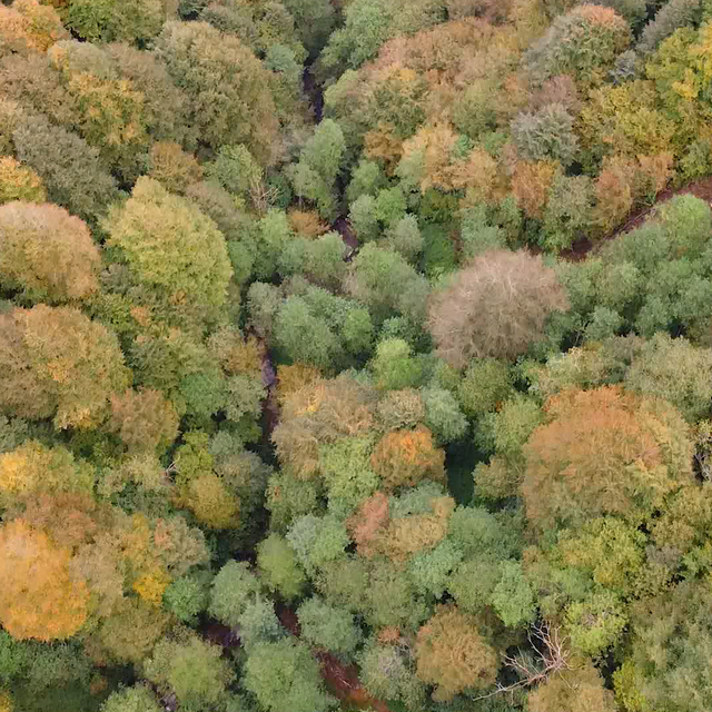 Karadeniz ormanlarında sonbahar güzelliği