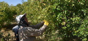Emekli öğretmen çift, hünnap üretimini yaygınlaştırmaya çalışıyor