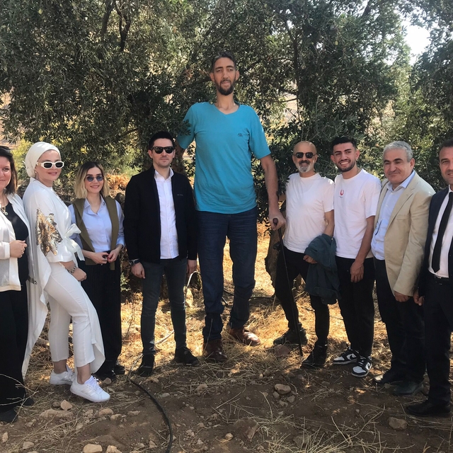 Mardin´de zeytin hasadı 'Dünyanın en uzun adamı' Sultan Kösen'in de katılım...