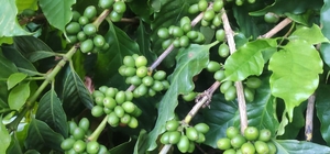 Antalya'da kahve fidanlarından verim alınmaya başlandı