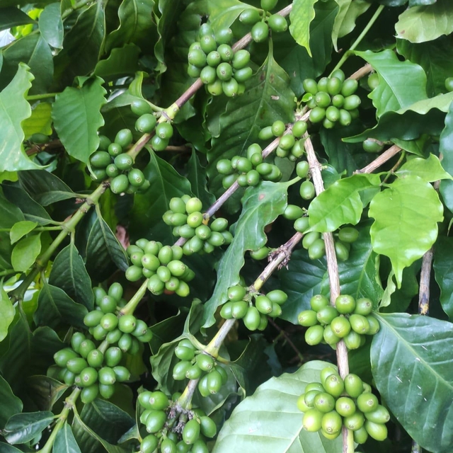 Antalya'da kahve fidanlarından verim alınmaya başlandı