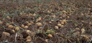 Artova'da 2 bin ton patates rekoltesi bekleniyor