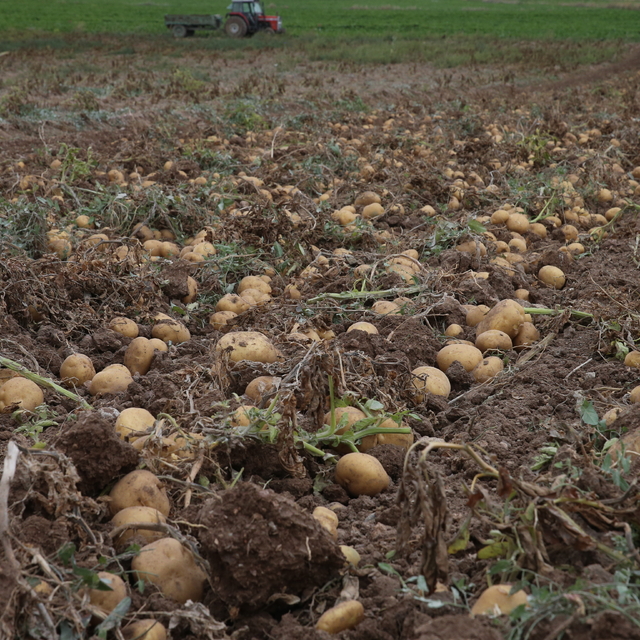 Artova'da 2 bin ton patates rekoltesi bekleniyor