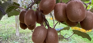 Ordu'da tescilli kivinin hasadına başlandı