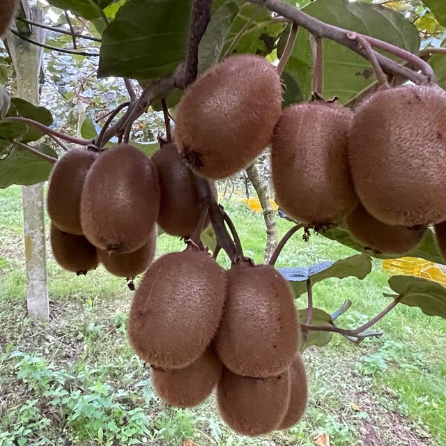 Ordu'da tescilli kivinin hasadına başlandı