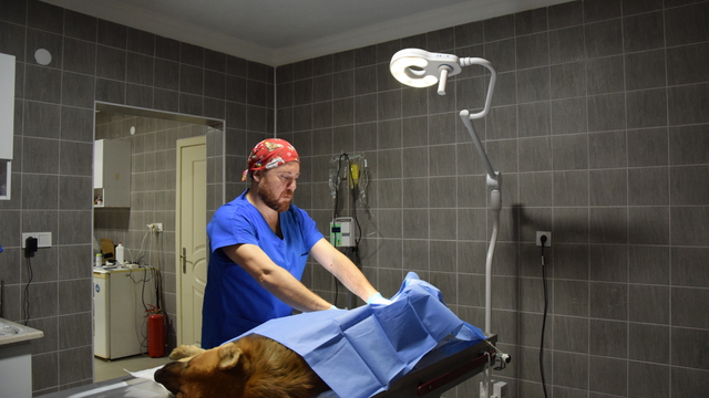 Osmaneli'de sokak hayvanlarının bakımı yapılıyor