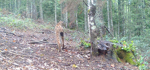 Küre Dağları Milli Parkı'nda dolaşan yaban hayvanları fotokapanla kaydedild...