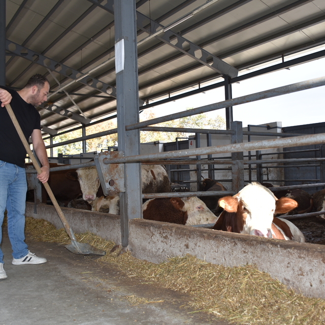 Bursalı 9 kasap kuzen, devlet desteğiyle besi çiftliği kurdu