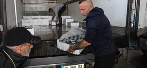 Bandırma'daki su ürünleri halinde balık bolluğu yaşanıyor