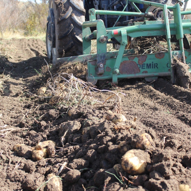 Kars'ta çiftçiler patatesleri imece usulüyle söküyor
