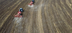 Anadolu Tarım İşletmesinin yerli tohumları çiftçiye dağıtılmak üzere toprak...