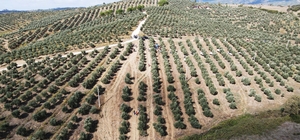 Muğla'da 600 dönümlük zeytin bahçesinde hasat yapıldı
