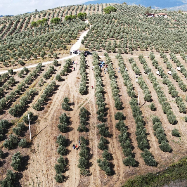 Muğla'da 600 dönümlük zeytin bahçesinde hasat yapıldı