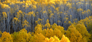 Kars'ın Sarıkamış ve Kağızman ilçeleri güz renklerine büründü