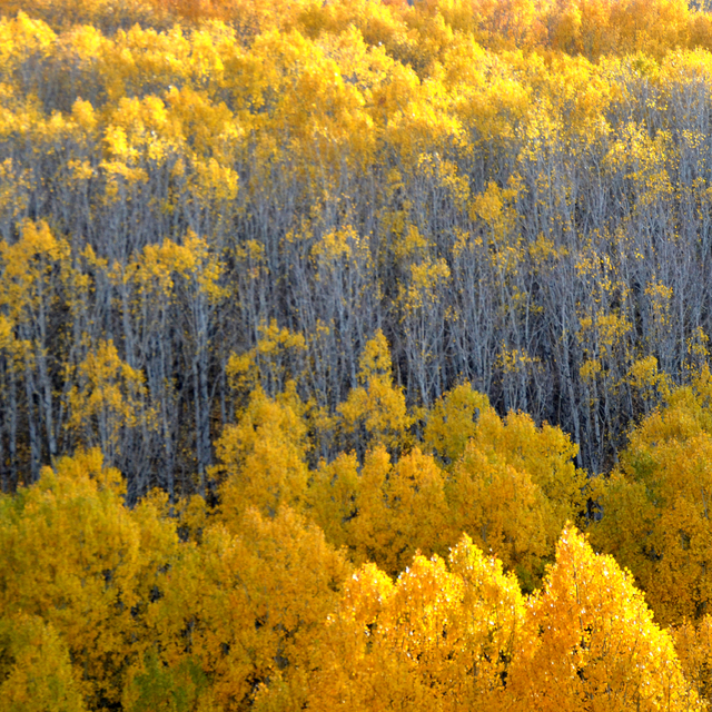 Kars'ın Sarıkamış ve Kağızman ilçeleri güz renklerine büründü