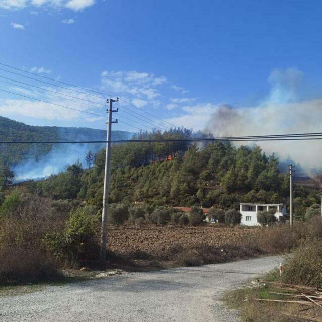 Muğla'da orman yangını