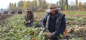 Kars'ta köylüler el birliğiyle şeker pancarını hasat ediyor