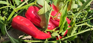 Sındırgı kapya biberi jeotermalli tesiste kurutularak katma değerle ihraç e...