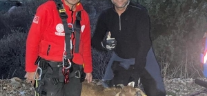 Erzincan'da kayalıklarda mahsur kalan keçi AFAD ekiplerince kurtarıldı