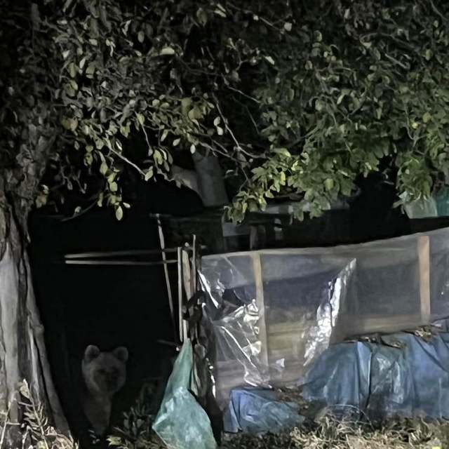 Günlerdir ilçede gezinen bozayı, bu kez evin bahçesine girdi