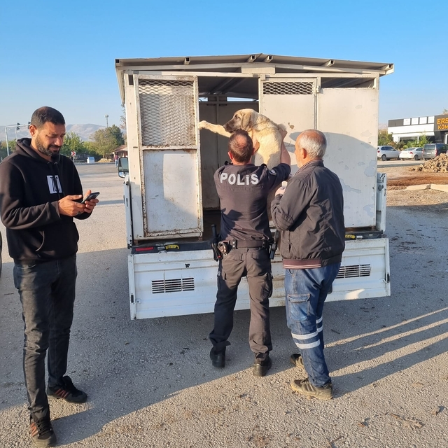 Sivrice'de yaralı bulunan köpek tedavi altına alındı