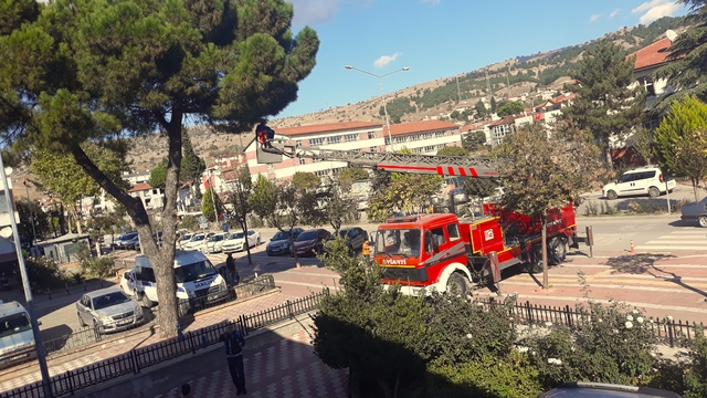 Amasya'da ağaçta mahsur kalan kediyi itfaiye kurtardı