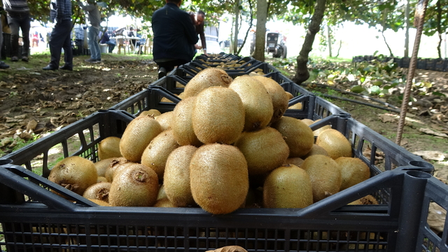 Samsun'da kivi hasat etkinliği