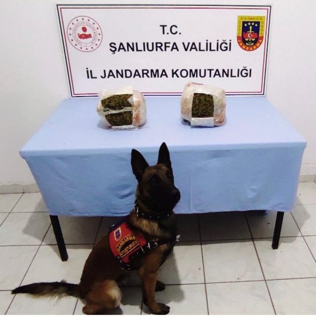 Şanlıurfa'da 3 kilogram skunk ele geçirildi