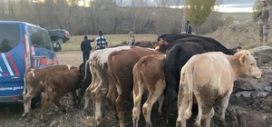 Kars'ta çaldıkları büyükbaş hayvanları satmaya çalışırken yakalanan 2 şüpheli tutuklandı