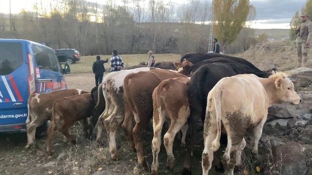 Kars'ta çaldıkları büyükbaş hayvanları satmaya çalışırken yakalanan 2 şüpheli tutuklandı