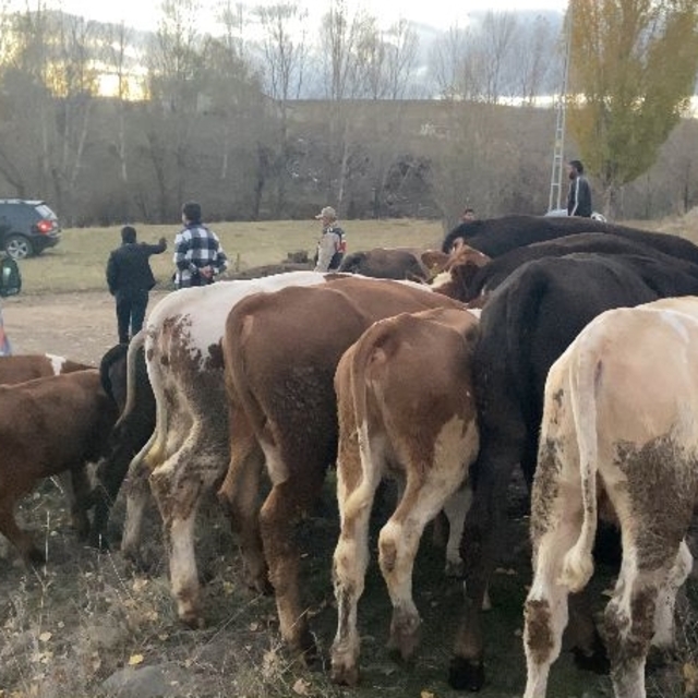 Kars'ta çaldıkları büyükbaş hayvanları satmaya çalışırken yakalanan 2 şüphe...