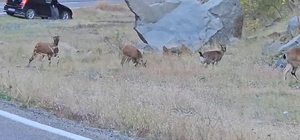 Nesli koruma altındaki yaban keçileri, kara yoluna indi