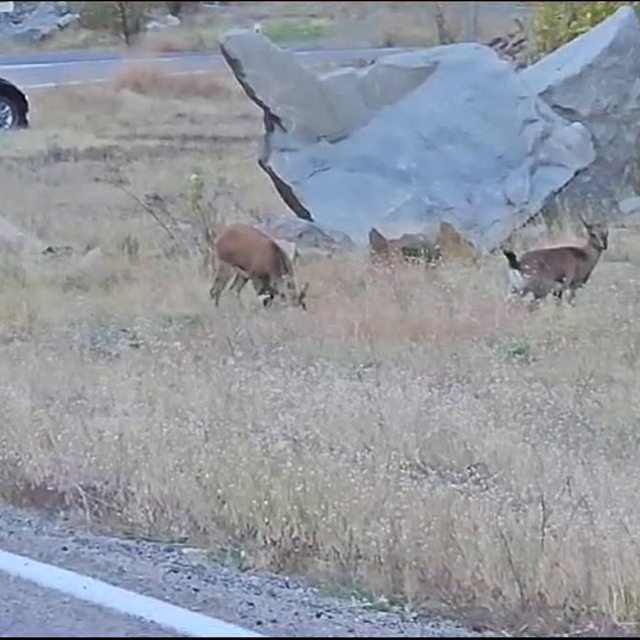 Nesli koruma altındaki yaban keçileri, kara yoluna indi