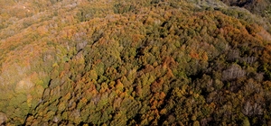 Osmaniye'deki Dumanlı Yaylası sonbahar renklerine büründü