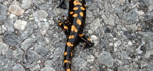 Kayseri'de Anadolu benekli semenderi görüntülendi