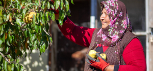 Çorum'da emekli astsubay, 35 dekar arazide 40 ton armut yetiştiriyor