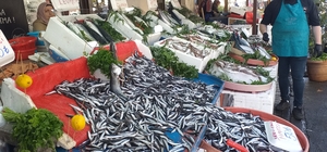 Zonguldak'ta bollaşan hamsinin fiyatı 50 liraya düştü