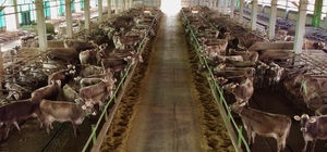 Depremzede besicilere esmer ırkı damızlık sığır desteği