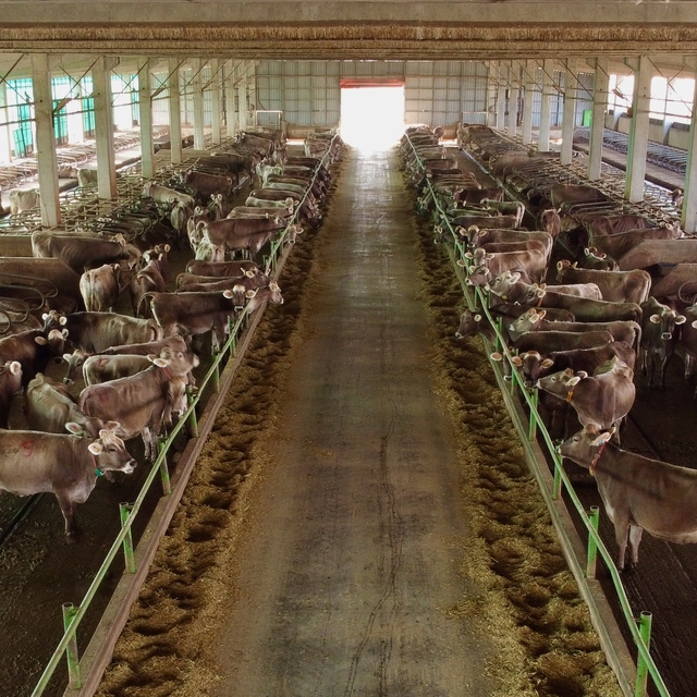 Depremzede besicilere esmer ırkı damızlık sığır desteği