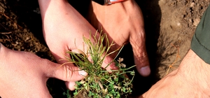 İspir ve Şenkaya'da fidanlar toprakla buluşturuldu