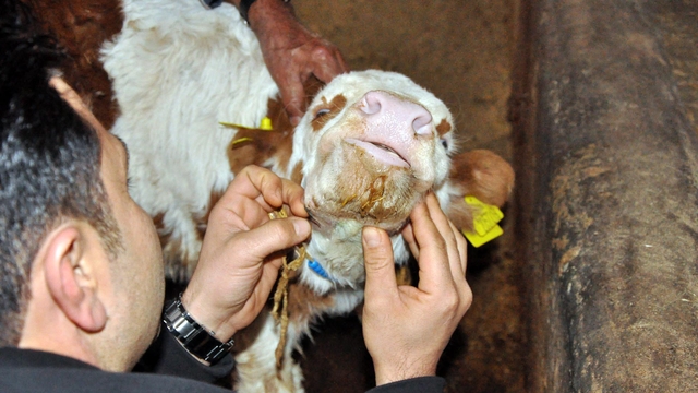 Yozgat'ta doğumda çenesi kırılan buzağı tedavi edildi