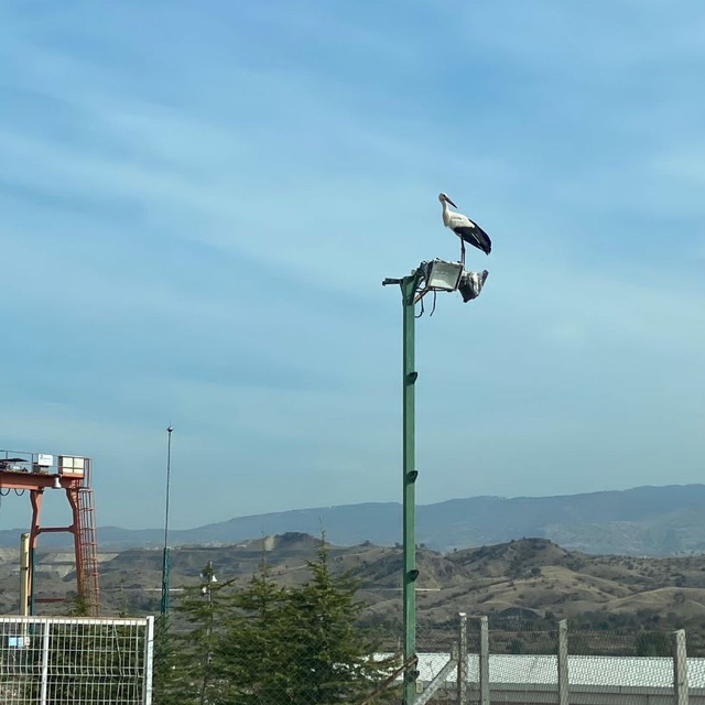 Göç etmeyip yalnız kalan leylek belediye ekiplerince besleniyor