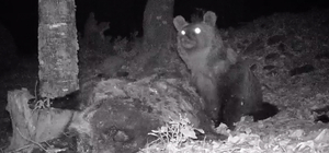 Kaz Dağları'nda yaşayan bozayı fotokapanla görüntülendi