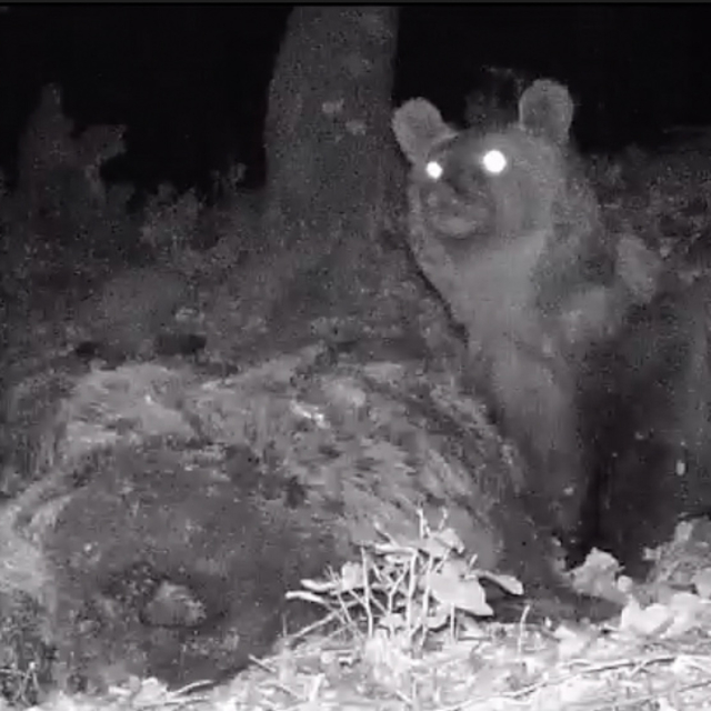 Kaz Dağları'nda yaşayan bozayı fotokapanla görüntülendi